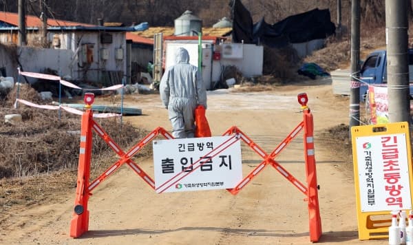 경남 의령 돼지농장서 올해 20번째 아프리카돼지열병 발생…6개 시군 일시이동중지