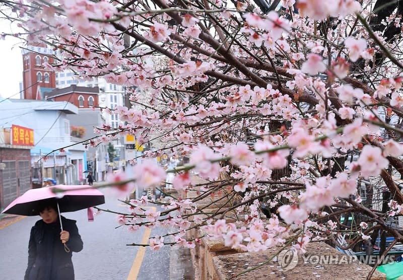 낮 최고 17도까지 올라 '포근'…밤부터 강원·경북 지역 비 또는 눈