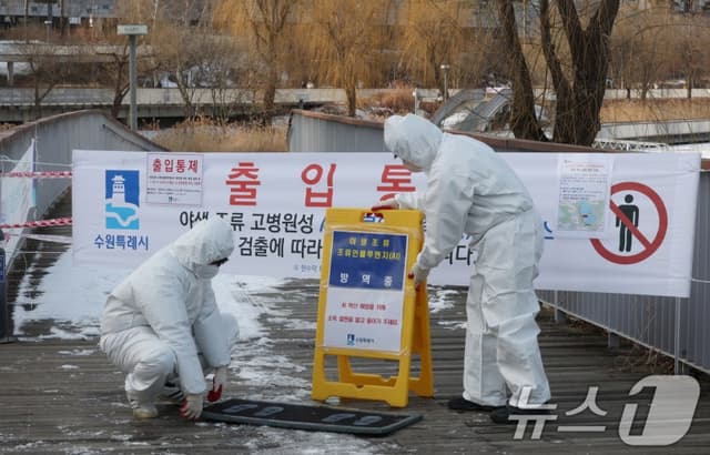 포천 산란계 농장서 고병원성 AI 확진…동절기 51건 발생