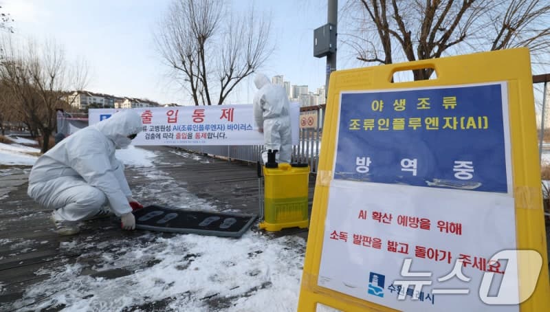 경기 포천 육용종계 농장서 고병원성 AI 확진…동절기 53번째 발생