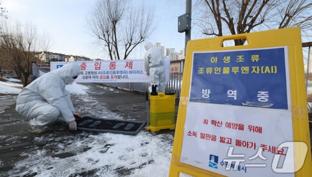 경기 포천 육용종계 농장서 고병원성 AI 확진…동절기 53번째 발생