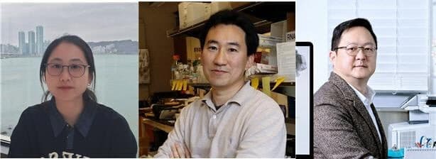 KAIST, 마약 중독 재발 원인 '뇌 속 중독 회로 불균형' 발견