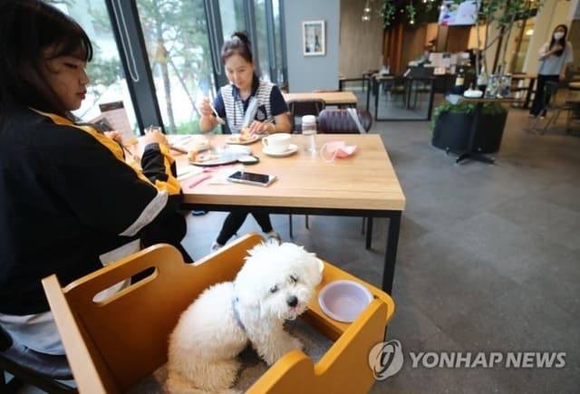 "반려동물 동반출입 음식점 일주일새 2배 이상 증가" 623곳으로 늘어