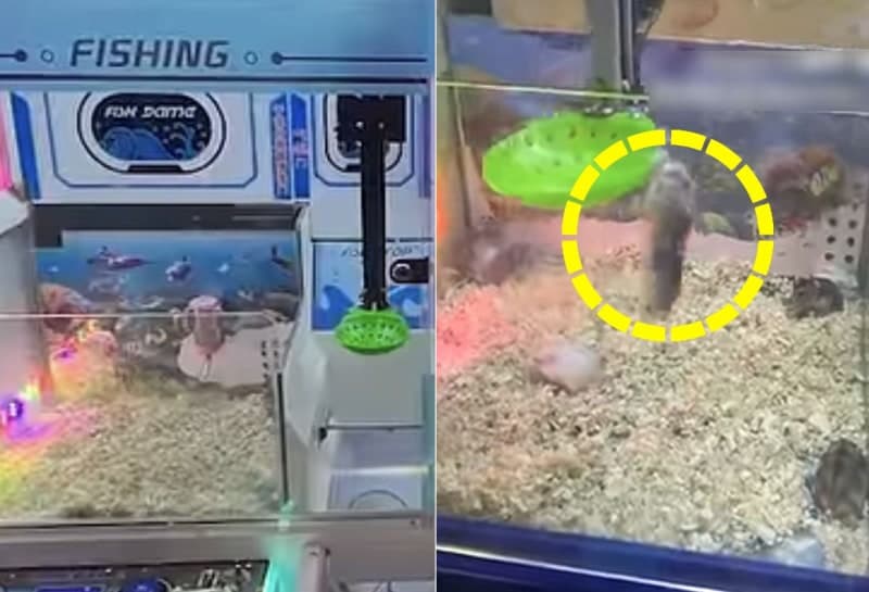 "인형인 줄 알았는데 살아있다"…中 햄스터 뽑기 기계 논란, 결국 철거