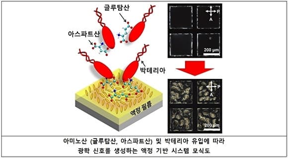 이민재 군산대 교수팀, 액정 기반 초고속 박테리아 감지 시스템 개발 및 고분자 반도체 극성 전환 원인 규명