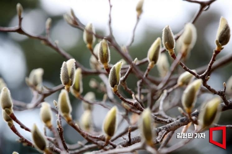 낮밤 길이 같은 '춘분'…맑지만 일교차 15~20도로 커 '서리·냉해' 주의