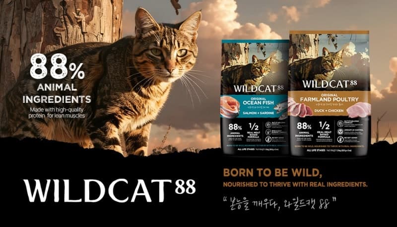 “고양이는 본능적 육식파”… 동물성 원료 88% 캣푸드 ‘와일드캣88’ 출시