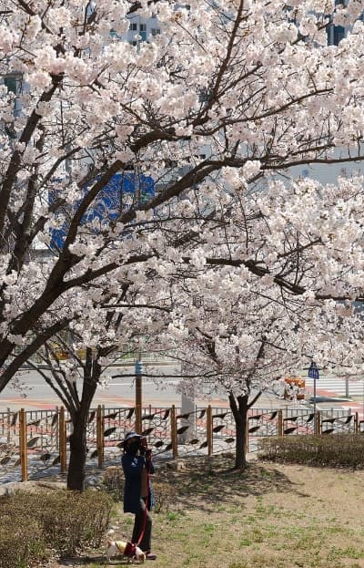 목요일 전국 맑고 따뜻한 봄날 지속…미세먼지는 '나쁨'