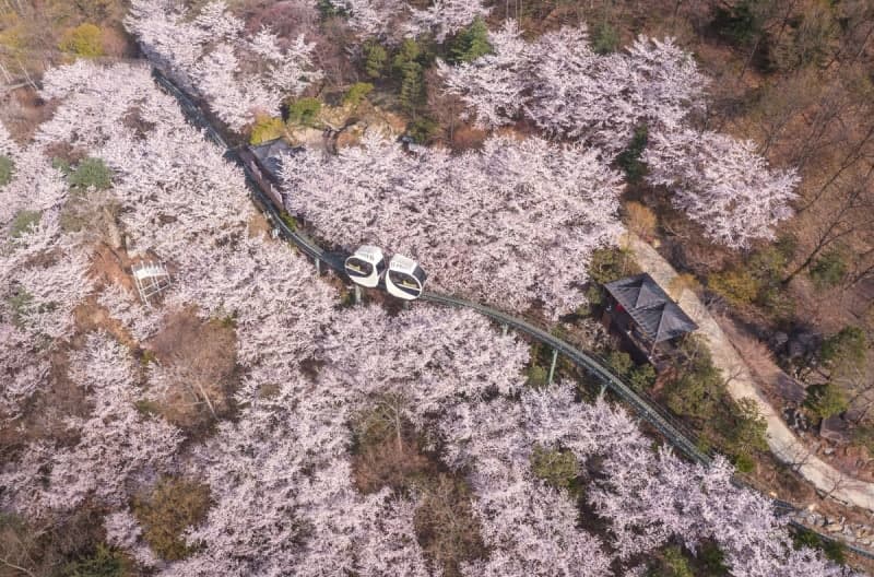 화담숲 벚꽃, 4월 둘째 주 절정 "우리 벚꽃 보러 갈래?"