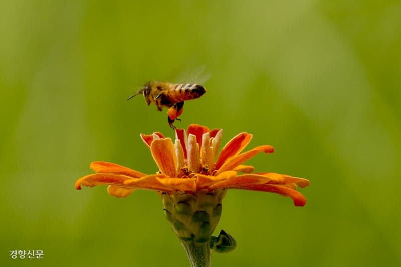 겨울철 이상고온에 사라지는 꿀벌, 정부 '인공 겨울'로 생태계 지킨다