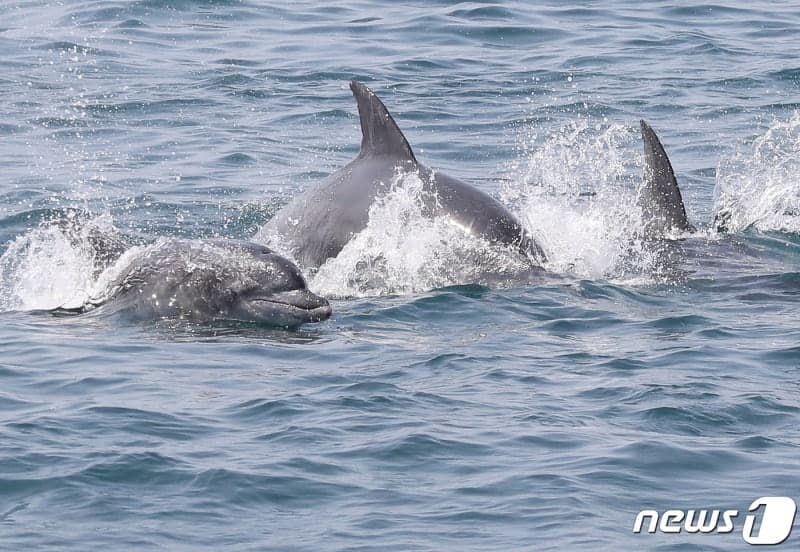 "이제 쫓지 않고 기다립니다" 제주, 남방큰돌고래 보호 '생태기부' 추진