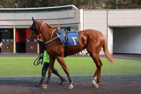 렛츠런파크 부산경남, 29일 'KRA컵 마일'로 삼관 레이스 막 올린다