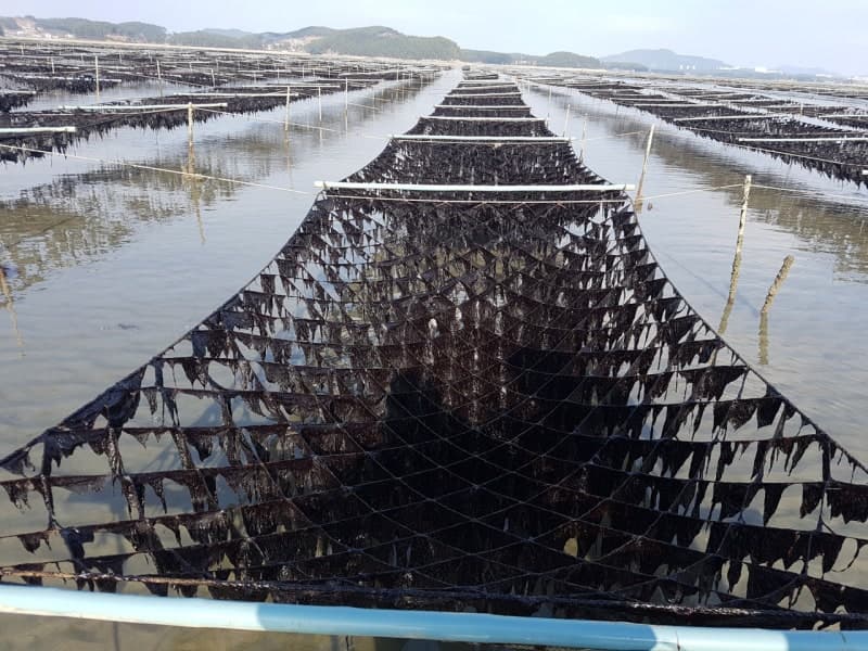 충남도, '양식 김' 탄소흡수 효과 규명 연구용역 착수