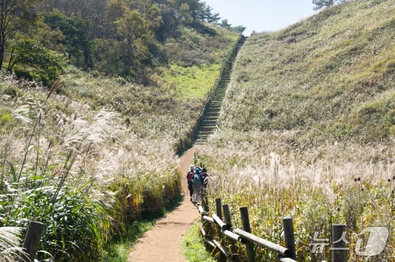 정선군, 전국 최대 억새 군락지 민둥산 억새 생육환경 개선 총력