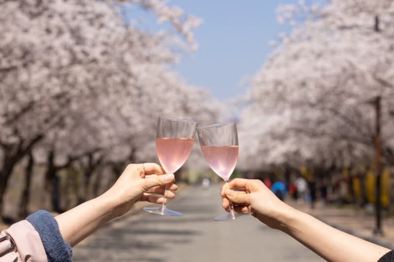 "벚꽃부터 유채꽃까지" 켄싱턴호텔앤리조트, 전국 14곳서 '봄꽃 힐링 패키지' 출시