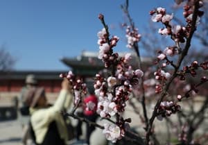 서울시, '아름다운 봄 꽃길 175선' 선정…도심 곳곳 봄맞이 명소 제시
