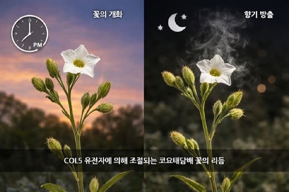 KAIST, 식물 '생체시계 유전자'가 꽃 피는 시기·향기 조절 원리 규명