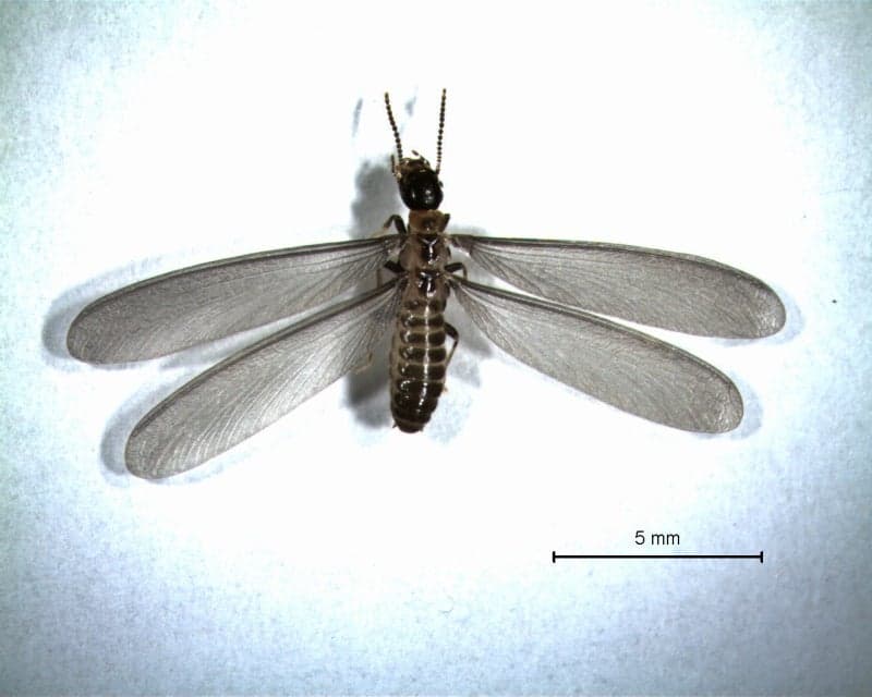 "목조건축 안전위협" 흰개미, 3~6월이 방제 골든타임