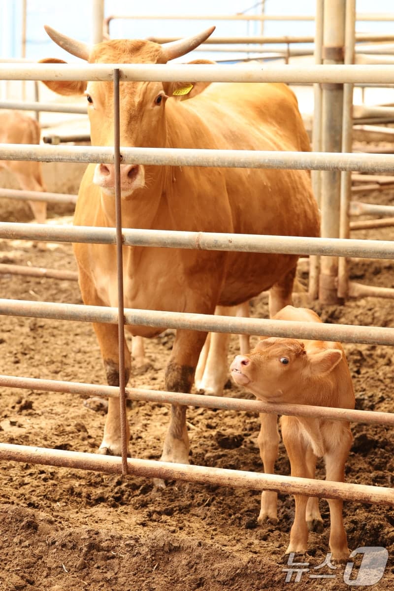 '유전체 기반 한우 개량'…씨수소 5년→1년 만에 조기 선발