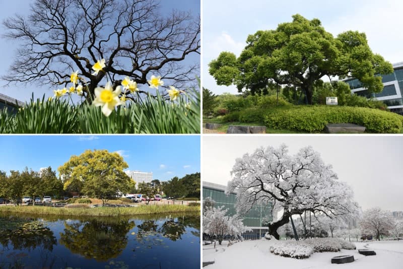 충남도, 보호수 150그루 관리·정비에 11억 투입