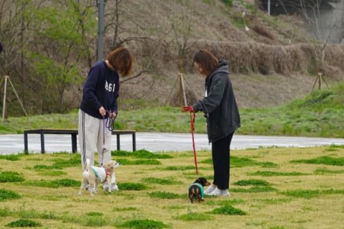 경기도, 4월부터 '반려마루 화성'에서 동물 교감 활동 프로그램 시작