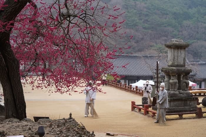 "마음 훔치는 붉은 한 송이" 구례 화엄사 홍매화, 45만명 머문 구례의 봄 문화가 되다