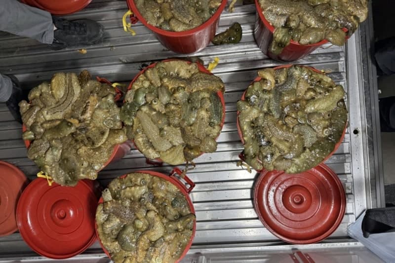 군산 앞바다서 잠수장비로 해삼 173kg 불법 채취한 일당 4명 검거