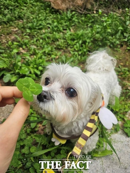 성남시, "은퇴 군견·경찰견·소방견도 혜택"…반려동물 의료지원 확대