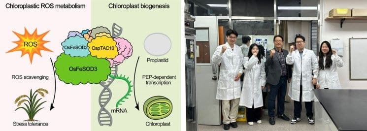 전남대 연구팀, 기후위기 속 작물 생산성 향상 가능성 제시