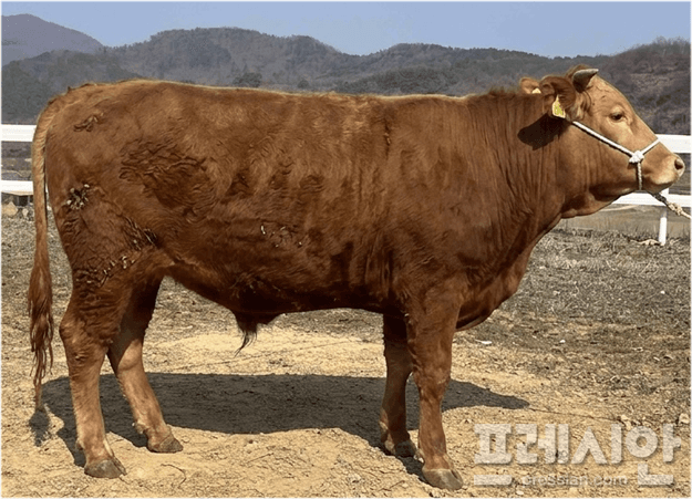 전북, 4년 연속 씨수소 배출…'저탄소 한우 육성 효과' 입증