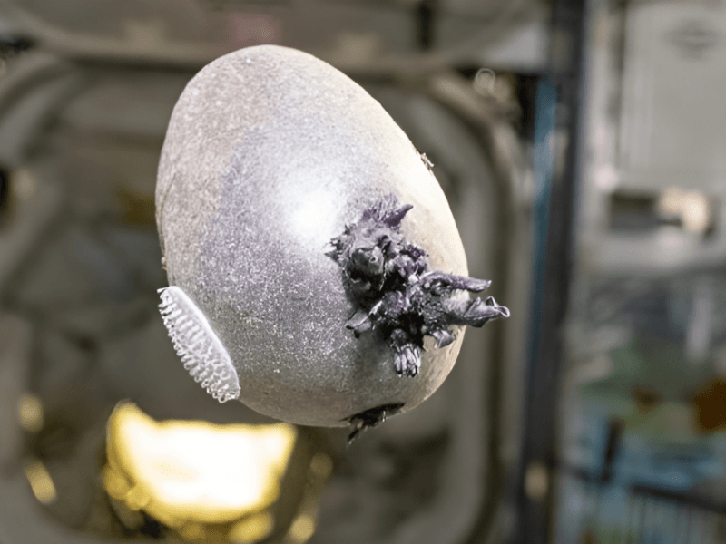 "에이리언 알 아냐?"…우주정거장서 자란 '보라색 촉수 괴물체'의 반전 정체는