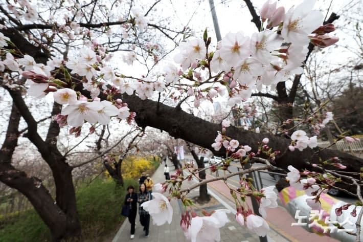 빨라진 봄꽃 시계, 이젠 '3월 벚꽃'이 뉴노멀…평년보다 10일 빨라