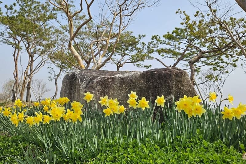 나주시, 영산강정원 '봄꽃' 새단장…도심 속 힐링 명소로