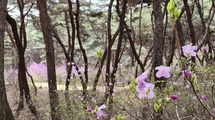 세종대왕릉 '진달래 숲길' 2년 만에 개방…내달 3~12일 10일간 관람
