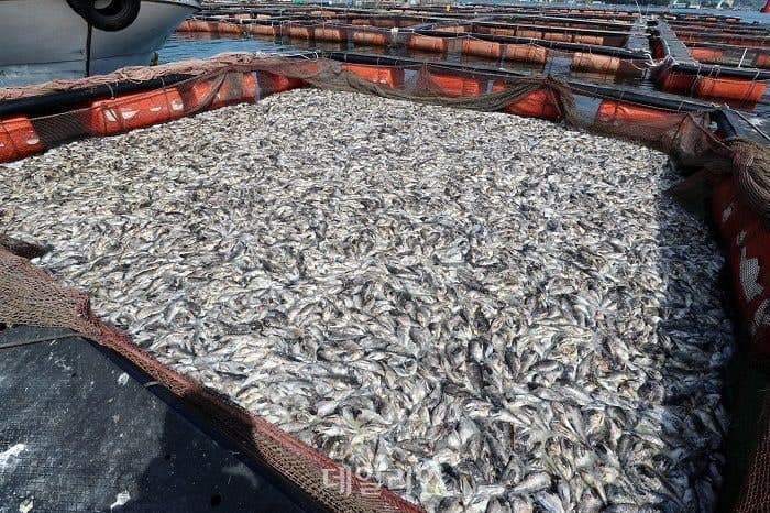 수과원 "봄철 수온 상승…양식생물 건강 관리 강화해야"