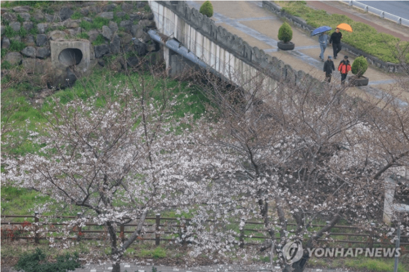 “벚꽃 다 떨어질라”…4월 첫날 전국 곳곳 봄비, 낮 최고 18도 포근