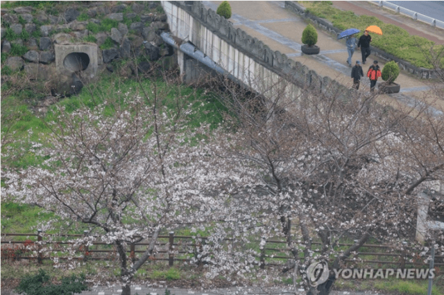 “벚꽃 다 떨어질라”…4월 첫날 전국 곳곳 봄비, 낮 최고 18도 포근