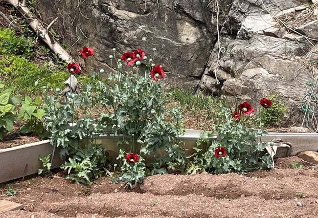 "텃밭도 예외 없다" 동해해경청, 대마·양귀비 7월 말까지 집중 단속