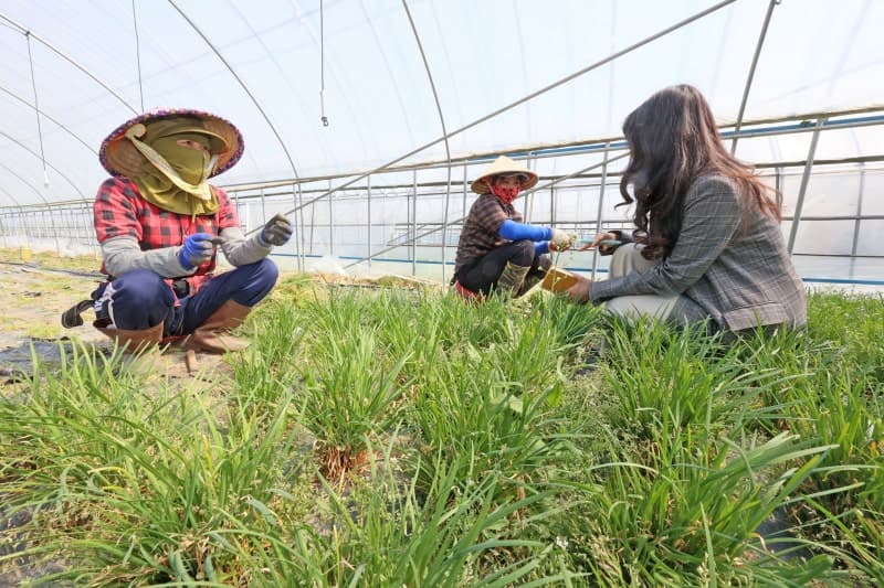 법무부, 외국인 계절근로자 노동착취·불법 브로커 "뿌리 뽑는다" 일제 점검