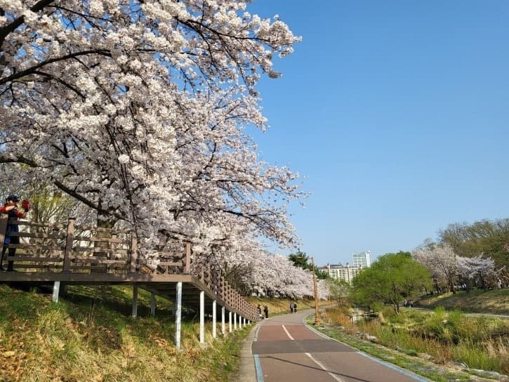 성남시, 벚꽃 9경 발표 "4월 초 분홍빛 향연 절정"