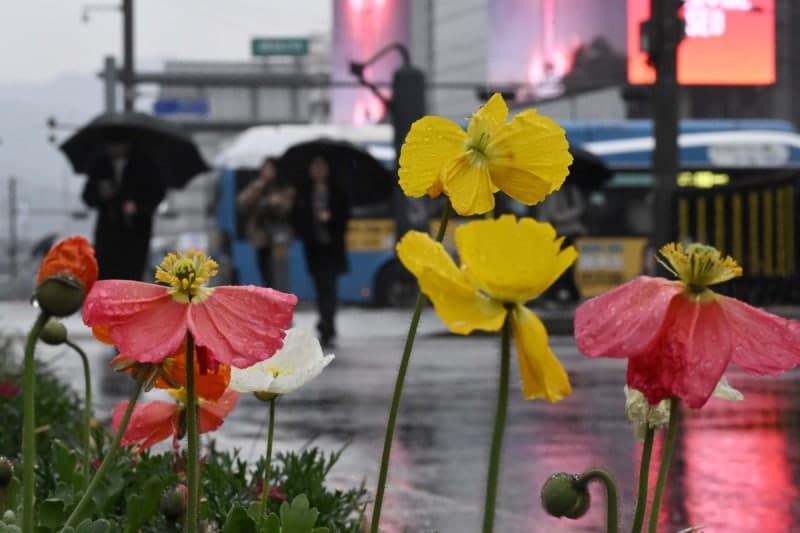 전국 새벽 봄비, 오전까지 이어져…낮에는 맑고 포근