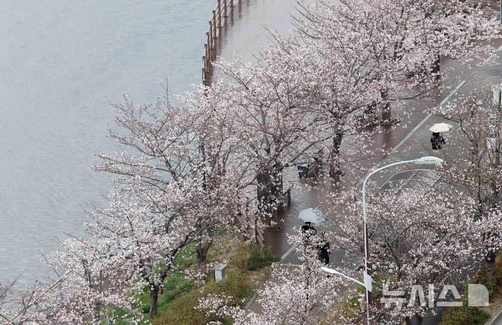 "출근길 우산 챙기세요"…오전까지 봄비, 그친 뒤 포근…경상권·제주 강풍 주의