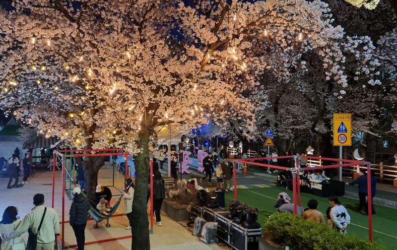 안동 낙동강변서 '벚꽃, 오늘이 제일 예쁜 날' 벚꽃축제 개최