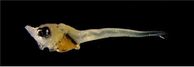 강원 북부 해역까지 번진 참다랑어…"동해 산란·성장 범위 확장 신호"