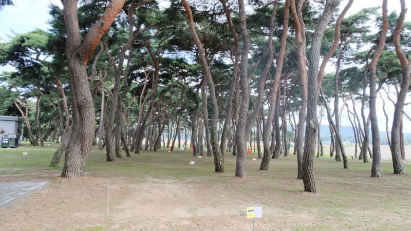 영동 송호관광지 캠핑장 4월 3일 개장, 자연 속 힐링 만끽