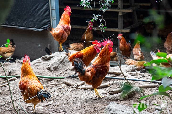 제주 토종닭 '구엄닭', K-미식벨트 닭요리 대표 주자 낙점…미식관광 개발 추진