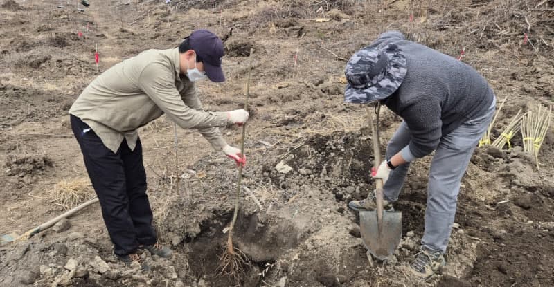 경기도, '꿀'만 따는 나무 넘어 '돈' 되는 산림 만든다…밀원수 실증 연구 박차