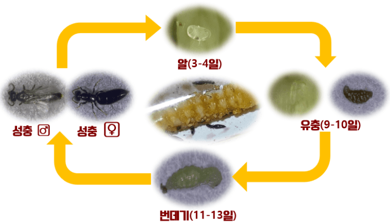 충남도, 과수나무 해충 천적 '개미침벌' 대량 사육 길 열어