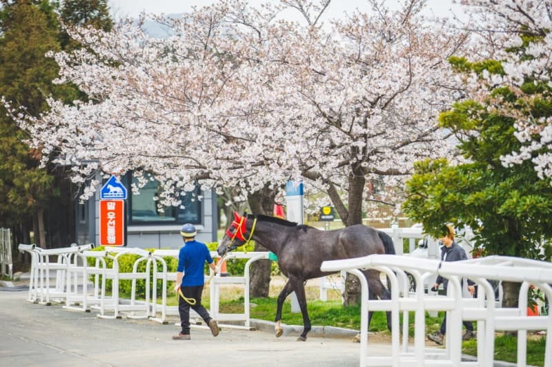 렛츠런파크 부산경남, 4월 경마 총 60개 경주 시행 및 116개 중계