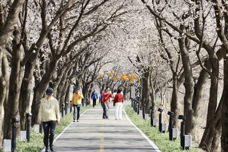 "벚꽃길 걸어요" 보은 보청천 20km, 3일부터 12일까지 봄의 향연